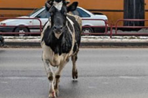 Как ловили корову на проезжей части (фото)