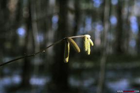 Весенний лес. Восемь мартовских фото