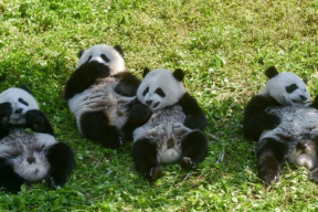 Хорошая новость. Гигантские панды больше не вымирают