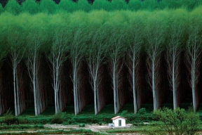 10 «терапевтических» картинок с деревьями