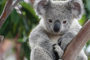 10 «терапевтических» картинок с коалами