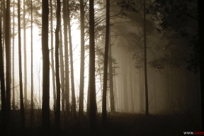 10 «терапевтических» картинок туманных рассветов