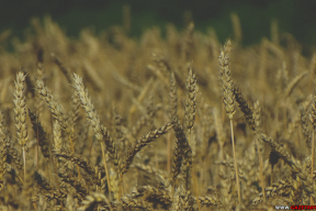 Почему без пшеницы белорусы не останутся, а с сахаром – могут быть проблемы
