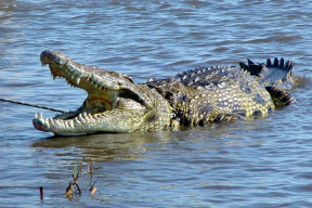 Романчук: «Сегодня реку Конго с кишащими крокодилами безопаснее переплыть, чем заниматься предпринимательством в Беларуси»