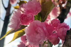 «Море вишен цветут». 7 прекрасных фото и японская поэзия