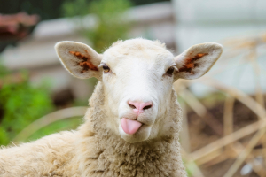 Аналитик: «И овцы у нас не стали плодиться и размножаться»